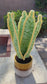 Crochet Snake Plant in Ceramic Pot
